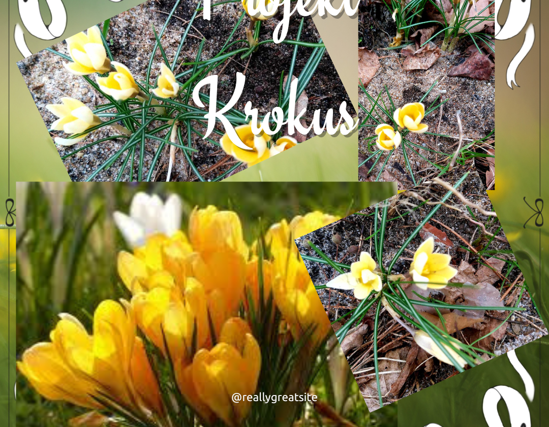 Projekt Krokus